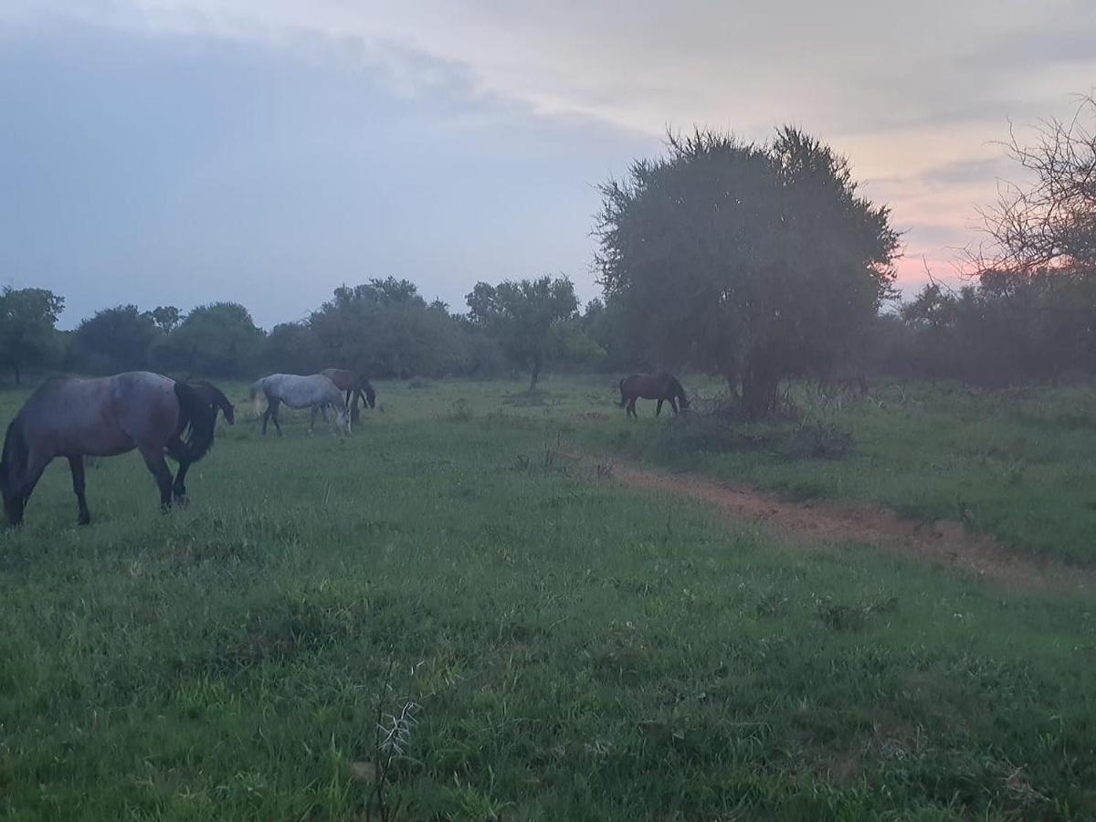 636 Itaga Safari Lodge, Mabalingwe Nature Reserve Mabula Game Reserve 외부 사진