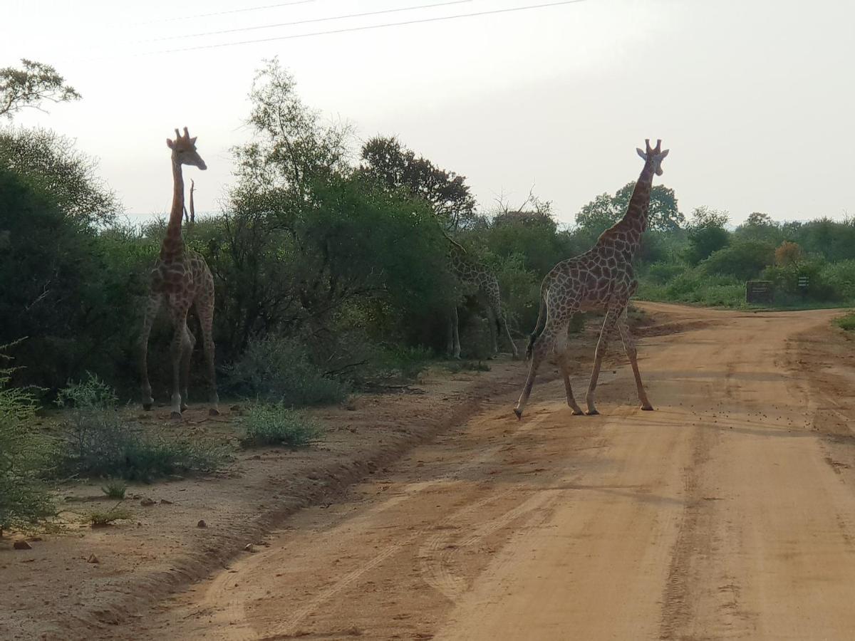 636 Itaga Safari Lodge, Mabalingwe Nature Reserve Mabula Game Reserve 외부 사진