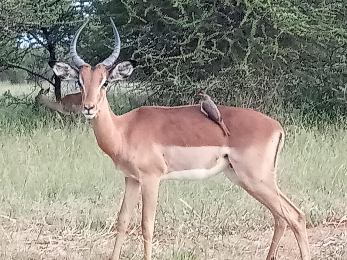 636 Itaga Safari Lodge, Mabalingwe Nature Reserve Mabula Game Reserve 외부 사진